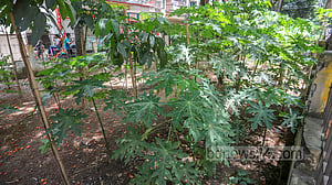 Playground occupied for papaya cultivation