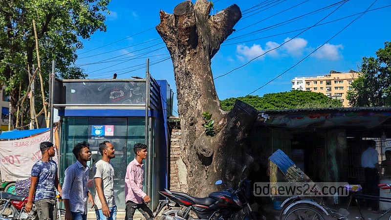 All the branches of a huge tree have been cut off due to the development of the road to Dhakeshwari National Temple. Now the dead tree stands alone along the footpath.