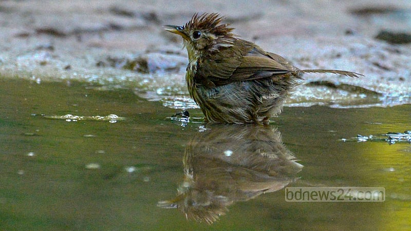 A rare puff-throated babbler bathes in a puddle on a road in Khagrachhari Sadar to cool off amid the scorching heat. Photo: Samir Mallik