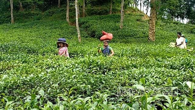 Tea estates in Sylhet come alive as workers return after a wage hike