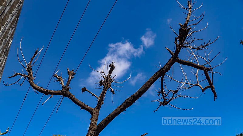 A tree, which died due to excessive trimming to keep power lines safe, stands along the footpath of Azimpur in Dhaka.