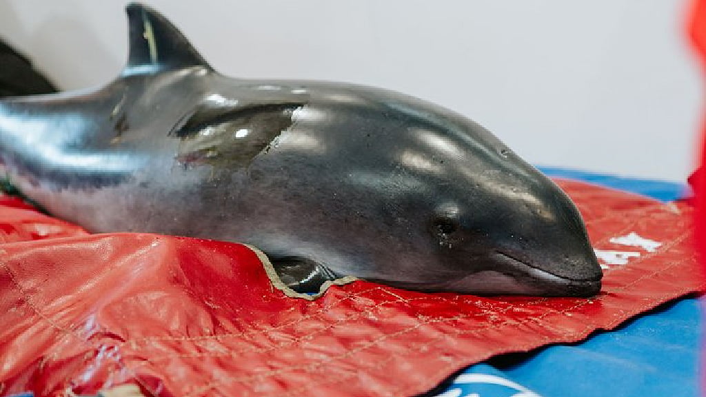 New Zealand rescuers use buckets, towels to save stranded dolphins