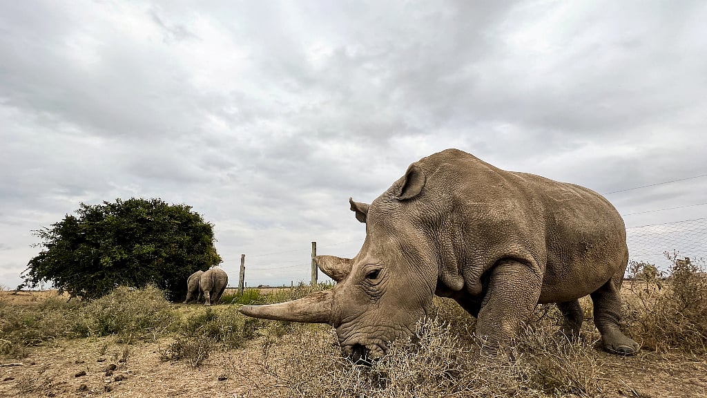 Poachers kill more rhinos in South Africa to meet Asian demand
