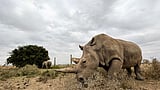 Poachers kill more rhinos in S Africa to meet Asian demand