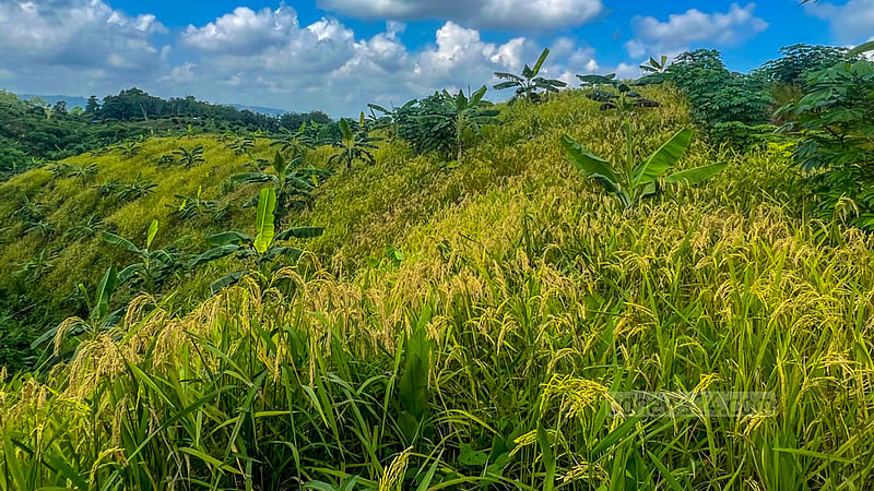 The farmers say favourable weather has delivered them a good yield of jhum paddy this year in the hills of Khagrachchhari. Photo: Samir Mallik