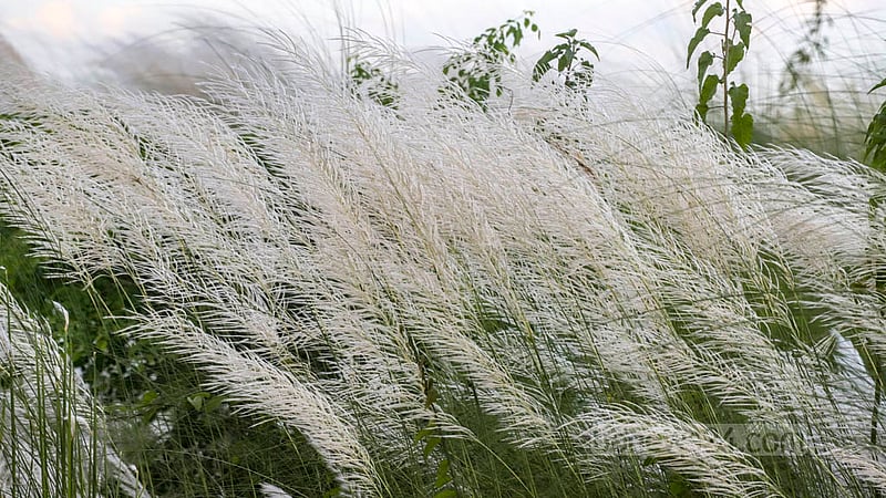 Kans grass sways in the mild breeze on an autumn day in Dhaka's Aftabnagar.