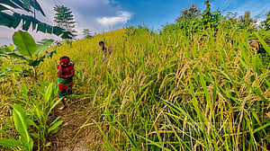 Hill farmers harvest jhum