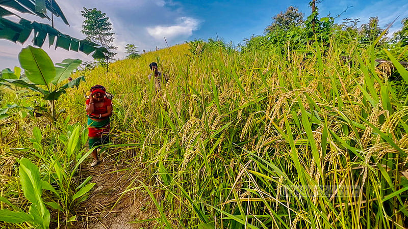 A woman from the Tripura tribe cultivates jhum paddy on the hills of Shimanapara at Dighinala Upazila in Khagrachchhari. Photo: Samir Mallik