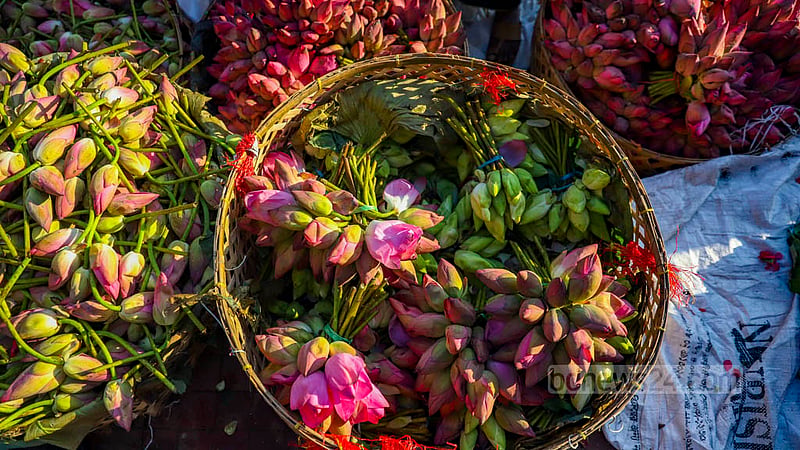 The wholesale price of 20 lotuses is fixed at Tk 50 at Shahbagh flower market in Dhaka. The price goes up to Tk 120 depending on the quality of the flower.