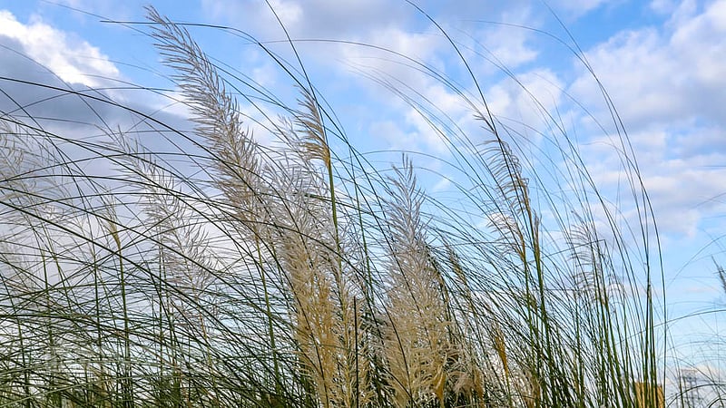 This photo of white plumes of grass against the blue autumn sky was taken in Dhaka's Aftabnagar.