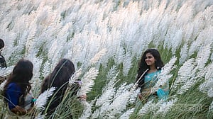 Kans grass at Aftabnagar