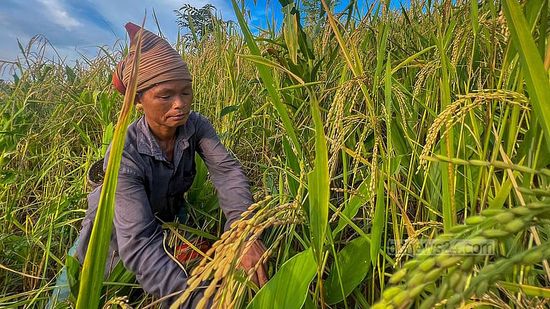 A woman from the Tripura tribe cultivates jhum paddy on the hills of Shimanapara at Dighinala Upazila in Khagrachchhari. Photo: Samir Mallik