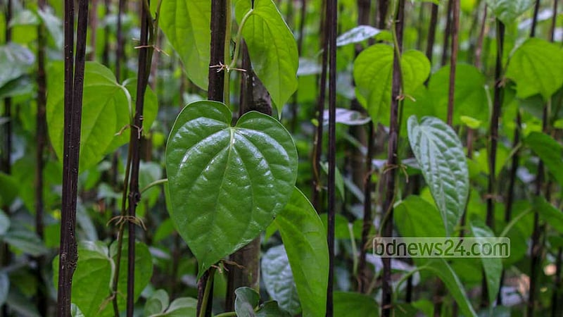 A betel leaf plantation yields harvests for several years. On top of that, the weather is suitable for cultivating the crop in Natore.