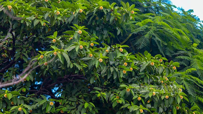 Kadam, a flower of the rainy season, is blooming in late autumn.