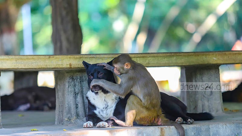 Two unlikely companions, a dog and a monkey, relax under the shade to escape the afternoon heat at Ramna Park in Dhaka. Photo: Mahmud Zaman Ovi