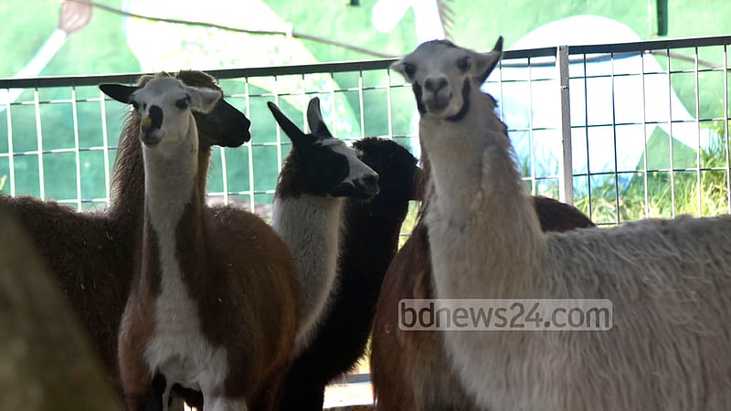 Six llamas are put on display at Chattogram Zoo upon their arrival from the Netherlands on Friday, Oct 21, 2022.