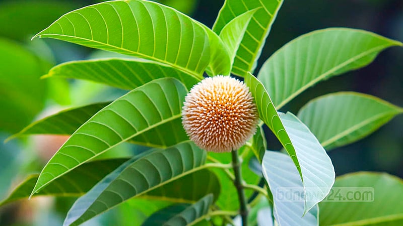 Kadam, a flower of the rainy season, is blooming in late autumn.