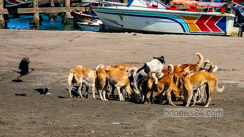 According to locals, more than 4,000 stray dogs dwell on the 3 sq-km of St Martin’s Island. The island has a permanent population of about 10,000. Photo: Mostafigur Rahman