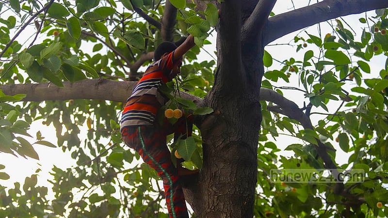 A child picks Kadam flower from a tree at Dhaka’s Hatirjheel on Tuesday, Oct 11, 2022.