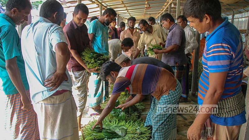 Farmers in Natore sell betel leaves at different village markets in the district’s Zonail, Razzak Mor, Bonpara and Dattapara areas.