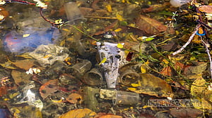 Litter tarnishes the beauty of Dhanmondi Lake