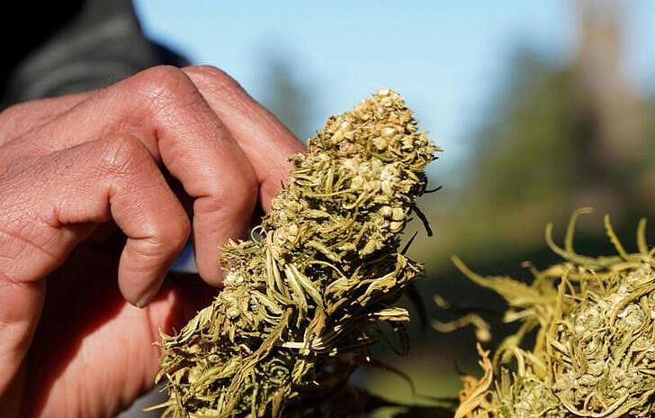 Morocco issues first permits for cannabis production