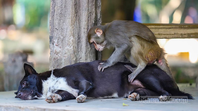 A monkey starts bantering with a dog while it sits under the shade in Dhaka’s Ramna Park. They are often seen wandering around the park together. Photo: Mahmud Zaman Ovi