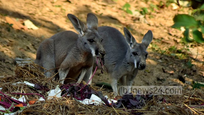 Six kangaroos are put on display at Chattogram Zoo upon their arrival from the Netherlands on Friday, Oct 21, 2022.