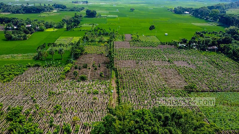 A bird's eye view of a betel leaf plantation in the Bagdum area of Natore’s Baraigram Upazila.