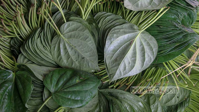A bundle that consists of 64 betel leaves is sold for Tk 350 in Natore.