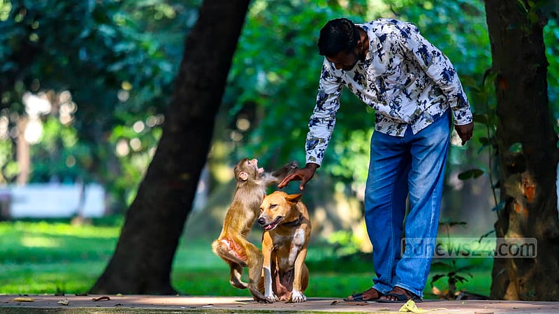 A monkey lashes out at a visitor as he tries to pet a dog at Dhaka's Ramna Park. Photo: Mahmud Zaman Ovi