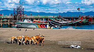 Stray dogs unchecked on St Martin’s Island
