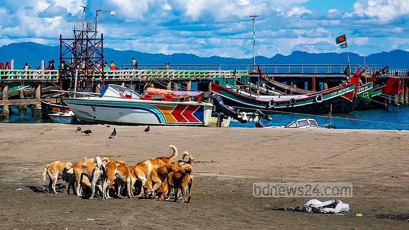 The island has seen an unusual rise in the number of dogs over the last two to three years, locals said. Photo: Mostafigur Rahman