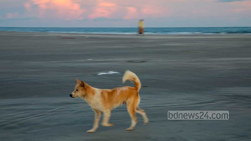 The dogs wander around the sea beach in search of garbage and fish left behind by the fishermen. Photo: Mostafigur Rahman