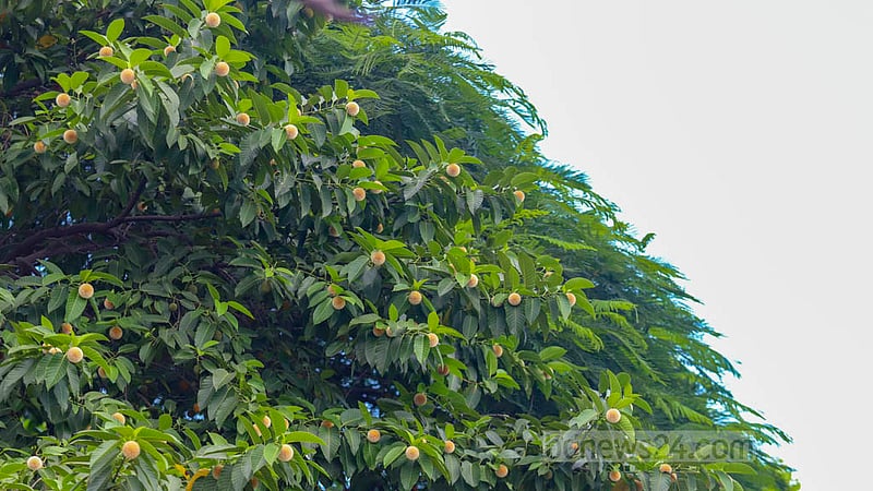 The burflower trees in Hatirjheel are ornate with flowers in late autumn. Photo taken on Tuesday, Oct 11, 2022.