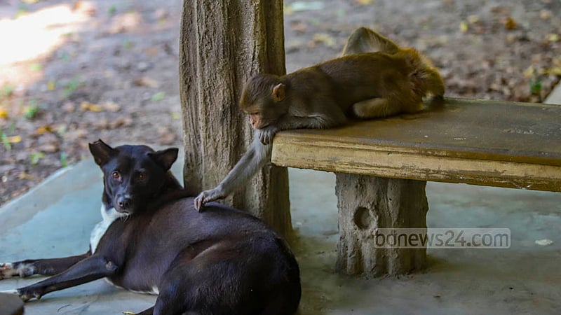 The friendship between monkeys and dogs is rare, but Dhaka’s Ramna Park provides an exception. Photo: Mahmud Zaman Ovi