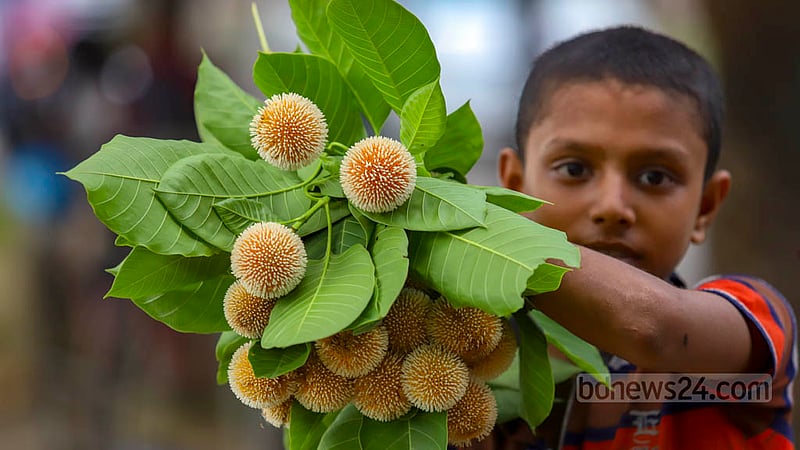 A child has picked a bunch of Kadam flower at Dhaka’s Hatirjheel on Tuesday, Oct 11, 2022.