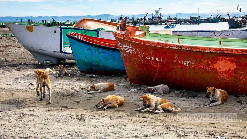 The authorities of St Martin’s Island had taken an initiative to send the stray dogs to Shah Parir Island in Teknaf in 2011, but the plan did not work due to a protest from an animal welfare group. Photo: Mostafigur Rahman