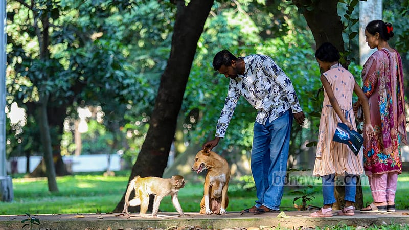 Apart from a black dog, this monkey has two more close friends at Ramna Park in Dhaka. Photo: Mahmud Zaman Ovi
