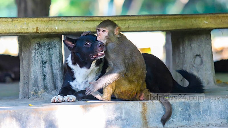 Dogs and monkeys can be seen roaming and playing around many parts of Dhaka’s Ramna Park, a recreation centre at the heart of the capital. Photo: Mahmud Zaman Ovi