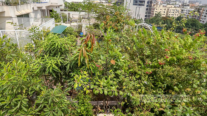 Residents have planted fruit and flower plants in a rooftop garden at Mirpur DOHS in Dhaka.