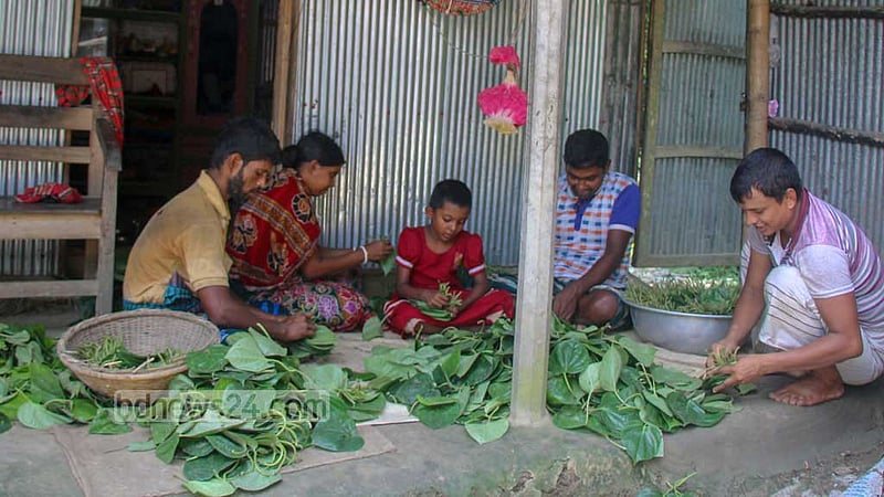 Farmers sort betel leaves according to their size before taking them to the market for sale.