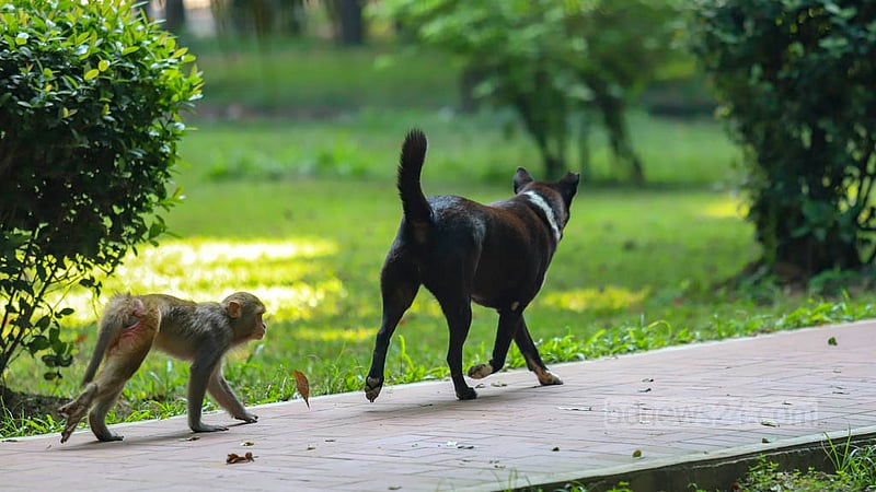 This monkey is always on the black dog's tail at Ramna Park in Dhaka. Photo: Mahmud Zaman Ovi