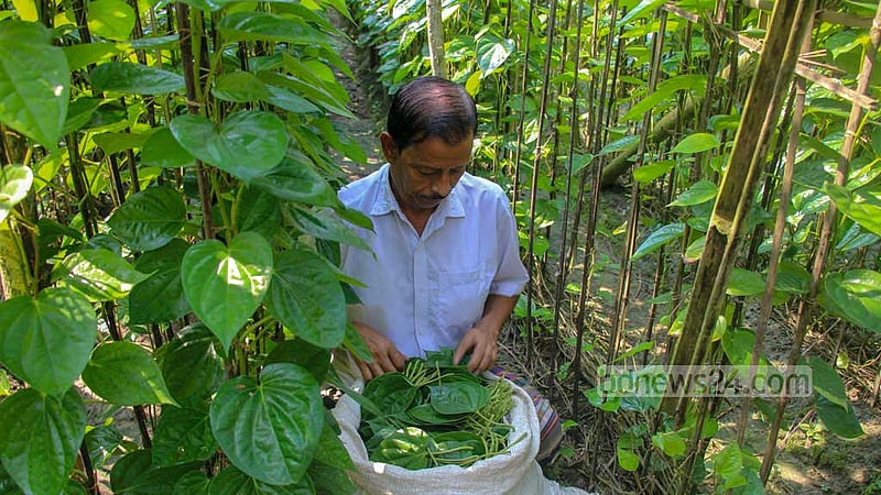 A farmer sorts betel leaves in a bag at his plantation in Natore.