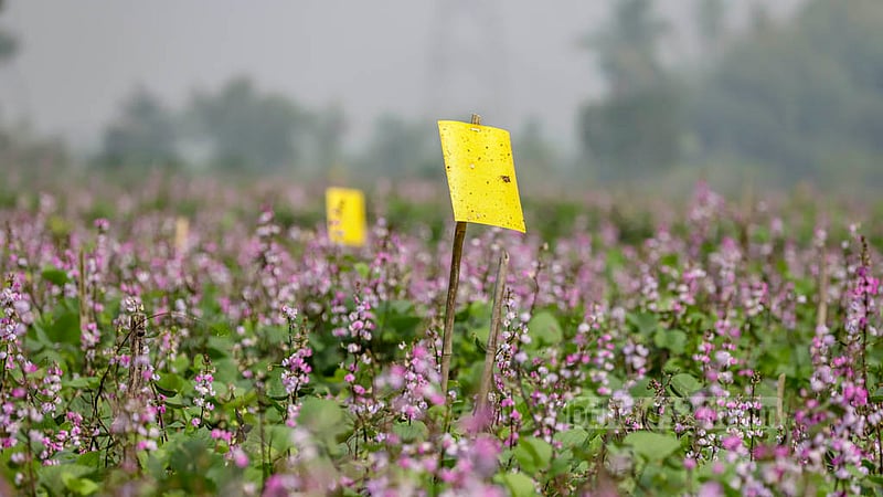 Farmers use yellow traps, a fresh method to curb infestations, on the beans field at Keraniganj’s Kalatia on Tuesday, Nov 15, 2022. Photo: Asif Mahmud Ove
