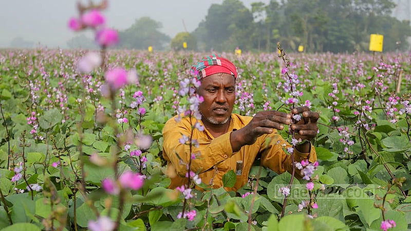 A farmer tends to beans harvest field at Keraniganj’s Kalatia on Tuesday, Nov 15, 2022. Photo: Asif Mahmud Ove
