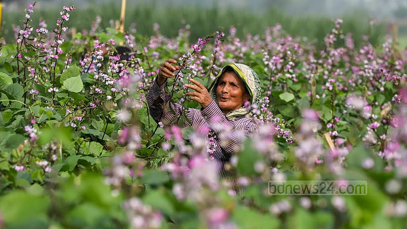 A woman tends to beans cultivation field at Keraniganj’s Kalatia on Tuesday, Nov 15, 2022. Each worker gets a payment of Tk 300 daily for taking care of the harvest from morning to afternoon. Photo: Asif Mahmud Ove
