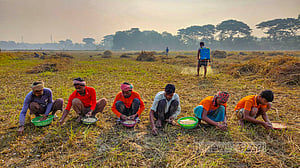 Preparations for garlic planting underway