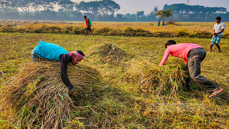 After harvesting ripe paddy, it becomes garlic planting season in Natore. Farmers are preparing their land to sow garlic bulbs.