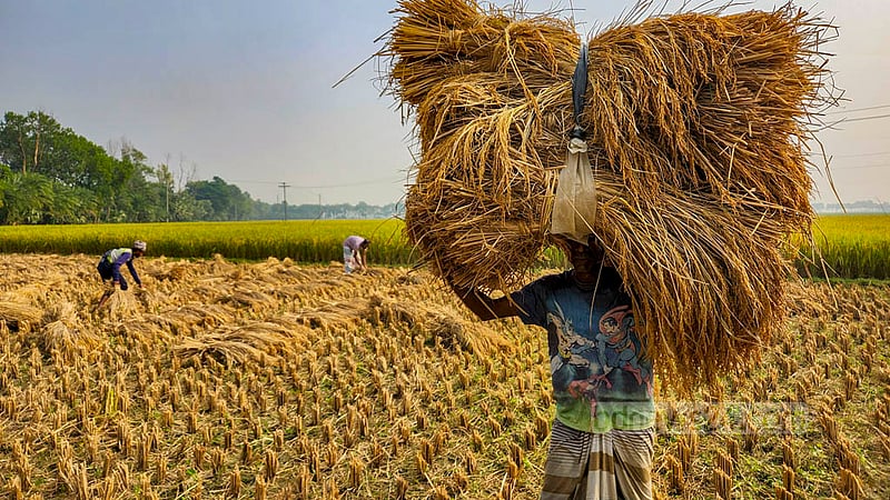 Elahi Dulal has hired farm workers to harvest ripe Aman paddy he cultivated on a nearly one hectare piece of land at Sidhuli Bazar in Natore’s Dharabaria.